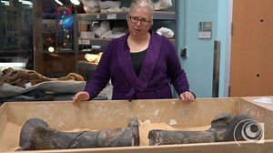 30 reactions | 領 What does the inside of a dinosaur bone look like?...