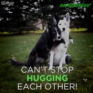 442K views · 3K reactions | These Two Rescued Dogs Can't Stop Hugging Each Other | Earthables | Facebook