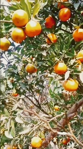 Maharashtra is the leading orange 🍊🍊 (mandarian) producing State #किसान #संतरा