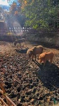 Choco-chan Baby and I.O.-kun [Shibukawa Animal Park] Baby donkey living with horses #donkey #hors...