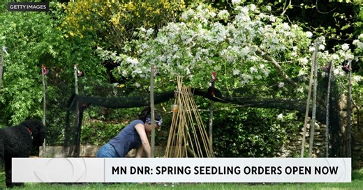 Minnesota DNR State Forest Nursery is now accepting seedling orders
