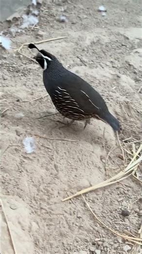 A Peaceful Day Inside My California Quail Enclosure