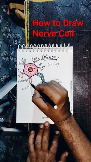 How to Draw Nerve Cell l Structure of Nerve Cell
