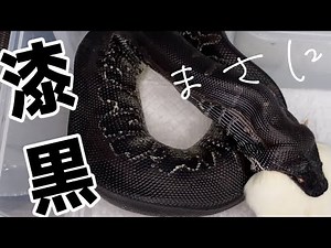 【極黒】漆黒の身体に超イカつい顔付きのヘビがマジ凄すぎる！ ブラッドパイソン フルブラック ラット エサやり 爬虫類 飼育