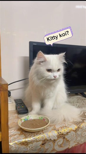 Merry wants to find out kitty🙀#cat #food #shorts #youtubeshorts #viral #trending #funny #love