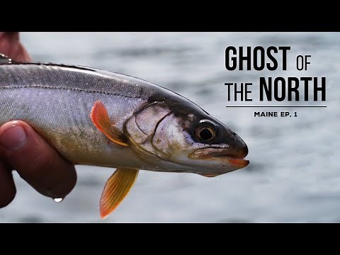 MAINE ARCTIC CHAR: Fishing for the Rare Blueback Trout of the North Maine Woods