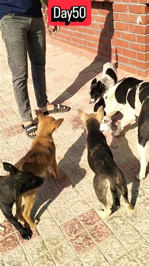 #100daychallengestreet🐕 50 daysof loving and helping dogs… and this journey isjust getting started 🐕