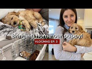 BRINGING HOME OUR CAVAPOO PUPPY | VLOGMAS Ep. 3