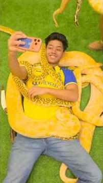 yellow python 35 kg 😱 #shorts