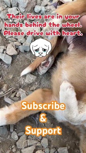 SHOW SOME SYMPATHY🥺🥺#viral #love#minivlog #youtubeshorts #vlog#trendingshorts #trending