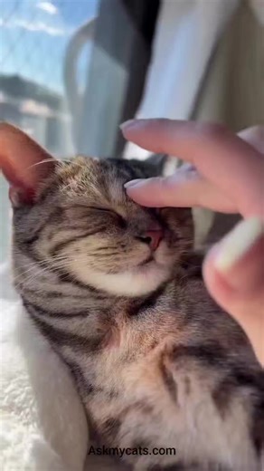 38 reactions | Letter from a cat!! ❤️‍啕 . . . #CatMagic #EmpathyInFur . . . Follow for more - @ask_my_cats. . #CatLove #felinefriendship #owningcats #CatTherapy #PositivePaws #catlife #catsofinstagram #igcats #instacat #ilovecat #catreels #kittycat | Ask My Cats | Facebook