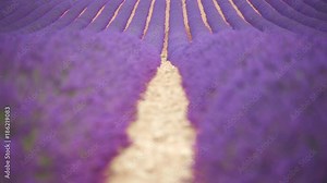 Path through lavender fields with lavender flowers swaying in the wind