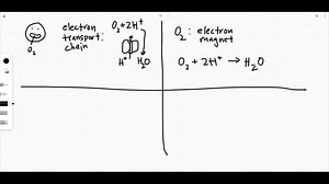 SOLVED:At what point does O2 enter the energy pathways of aerobic respiration? What is the role of O2 ? Why does respiration stop if a person cannot breathe? Why would a cell die if it could not make ATP?