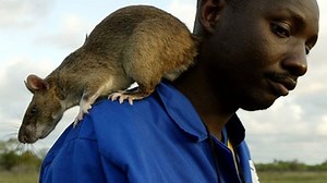 Ratas gigantes invaden la Florida: miden 90 centímetros