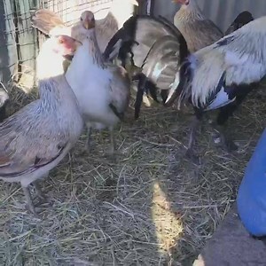 42K views · 1K reactions | Hatch Village Grey Line! Hv is completely sold out of all cross and pure fowl.Hatch Village selling season begins October 20th 2018! Pure Stag $500 Pure Pullets $250. All Fowl Sold for Breeding Purposes only! | Hatch Village Farms | Facebook