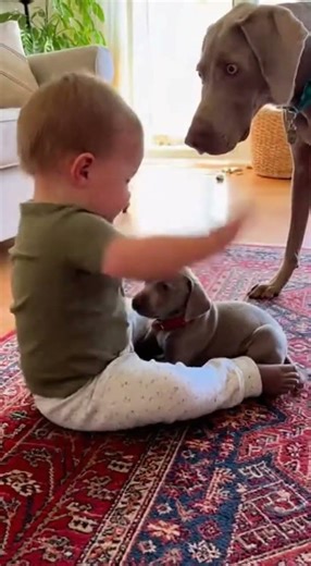 母犬の変化に注目…守りの本能が覚醒🐶⚡#犬と猫 #赤ちゃんと犬 #癒し動画#母性#衝撃映像 #おもしろ #赤ちゃん #pets #元気になる動画