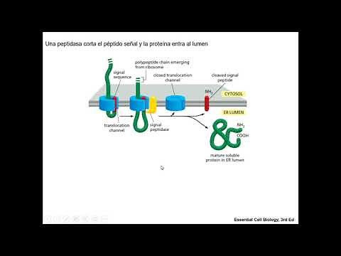 Plegamiento de proteínas en el retículo endoplásmico