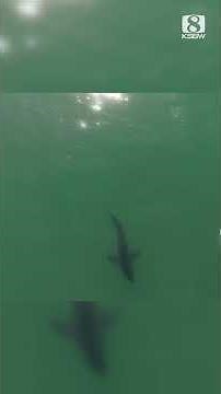 Drone video shows shark circling surfer off Seascape Beach in Aptos
