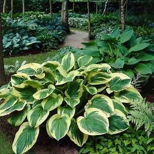 111K views · 2.3K reactions | The KING of shade plants, hostas are invaluable for adding beautiful, tidy-looking foliage to shady spots. There are so many varieties available that many gardeners start an entire collection! As a bonus, most send up delicate lavender or white flowers in late summer. If you've never planted a hosta you are most certainly missing out! Happy planting! #hosta #vanzyverdeninc #shadegardens #perennial #growityourself #giy | Van Zyverden | Facebook