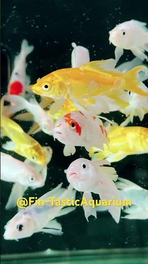 Aquatic House New Stock! Indonesia Koi Babies for Sale 🐟 | Stunning KOI Fish Update 2025