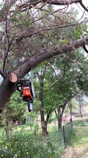 Chainsaw Branch Cutting Mishap