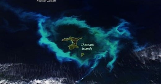 Striking Chatham Islands phytoplankton bloom captured from space