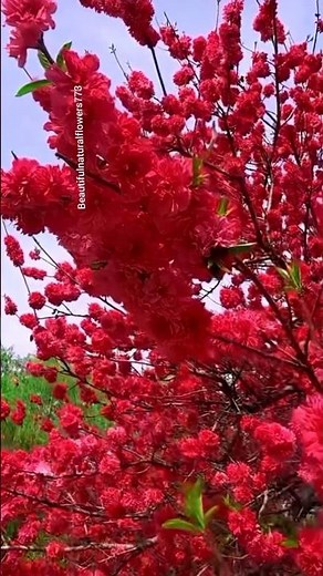 "Relax with Spring Flowers 🌺🐦🌸 Peaceful Nature Moments"