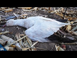 FIRST Ross Goose of the Season | Afternoon Snow Goose Hunting in a Cornfield