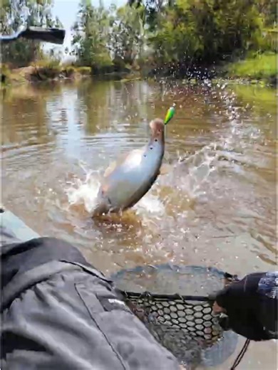 A giant catfish bit the bait‼️😮 Is this even possible, guys❓😢 Such a bizarre sight, biting the ba...