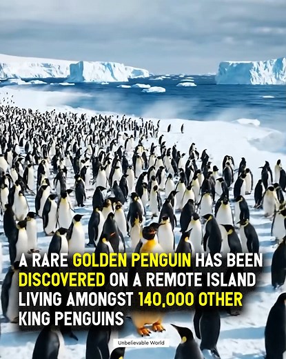 The Golden King of South Georgia 👑🐧 You’re scanning a vast sea of black and white when suddenly — a flash of gold stops you cold. On a remote beach in South Georgia, a single golden king penguin stood among a massive colony. Same shape. Same stride. But a completely different glow — as if sunlight itself had chosen one bird to wear. Wildlife experts say this rare coloring comes from leucism, a genetic quirk that reduces dark melanin while leaving yellow pigments untouched. It isn’t a new speci