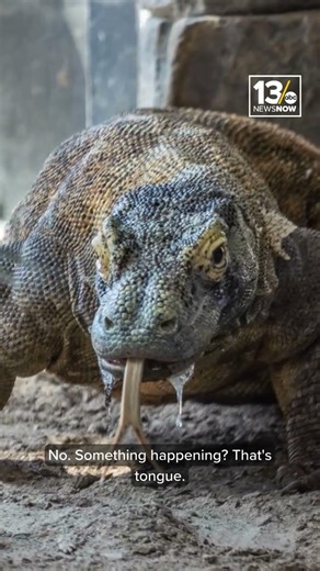 Meet Voltron, the newest reptile at the Virginia Aquarium