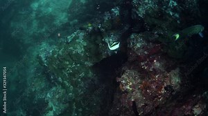 A goliath grouper, a coral grouper or plectropomus leopardus, angel fish and many other fishes are on a reef under the sea