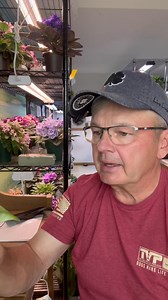 22K views · 1K reactions | Should you let leaf pots bloom? | Everything Violets | Facebook