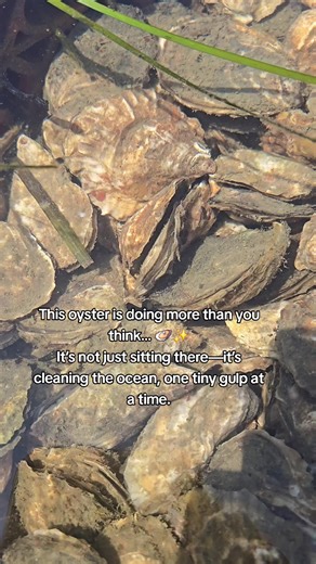 Discover the Secret Life of Oysters