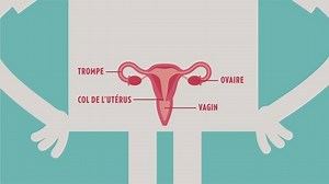 Le frottis du col utérin (ou "frottis cervical") est un prélèvement effectué sur la partie de l’utérus débouchant dans le vagin et appelée col utérin. Cet examen sert à recueillir des cellules qui sont ensuite examinées au microscope. Indolore, il dure moins de cinq minutes. | Docteur Ahmed SKHIRI Gynecologue