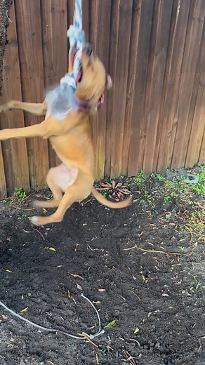 Reposted from⬇️ 🔥🔥🔥 @kiana_lexis 🔥🔥🔥 @springpole addict 😂 #apbt #pitbull #apbtlove #springpole #tugtoy #americanpitbullterrier #bullie #xlbully #bullbreed #tugtoy #tugowar #staffie #bully #xlbully #rawfed #xlbully #americanbully