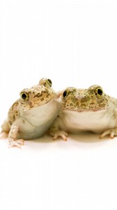 This adorable duo is a pair of western spadefoot toads I photographed at Corral Hollow in Livermore, California. Found in California and northern Baja California, this species is nocturnal and secretive. Using spade-like projections on their hind legs to dig in sandy soil, these toads will spend most of their time buried in the ground, emerging during periods of summer rainfall to feed and breed. Because breeding takes place in temporary pools left by the rain, egg laying and hatching must happe