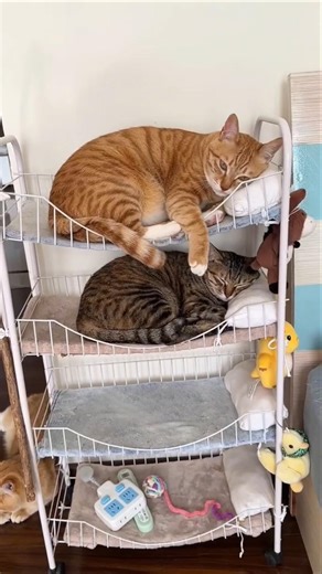 They Love Their Bunk Bed 😂