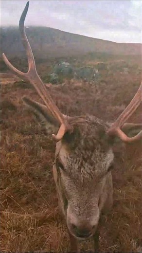 The only animals you will see in Scotland are sheet...