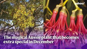 The magical Aussie plant that becomes extra special in December