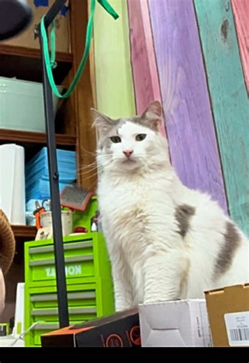 Unboxing Affordable Dog Grooming Brushes