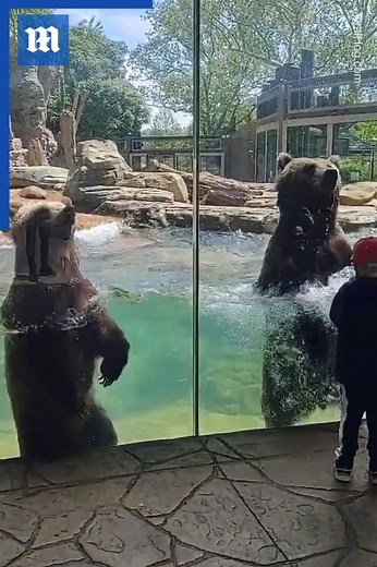 23K views · 169 reactions | These playful bears are dancing queens! via ViralHog | Daily Mail Video | Facebook