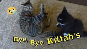 13K views · 615 reactions | This is the end of our fostering a set of...