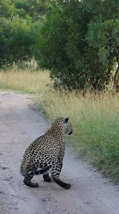 7.9M views · 91K reactions | Lion Surprises 2 Leopards - Pravir Patel | Latest Sightings - Kruger | Facebook