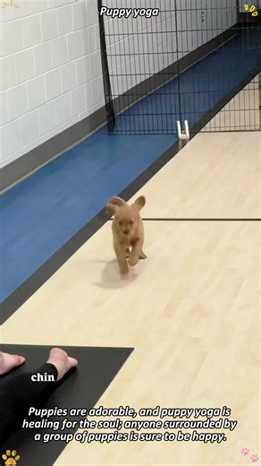 Puppy Yoga with Adorable Pups 🧘‍♀️🐶💕