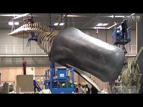 マッコウクジラの全身骨格がやってきた　大哺乳類展２