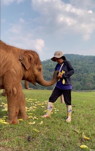 451K views · 10K reactions | Lek with the double trouble duo that is Pyi Mai and Chaba!  There can never be too much LOVE + BANANAS!  #elephantnaturepark | Trunks Up | Facebook