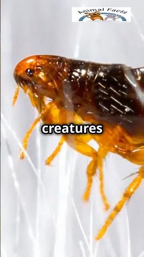 Rats & Fleas: The Deadly Carriers of the Black Death!