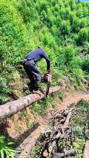 Forest sawing site: keep your feet steady and your hands accurate