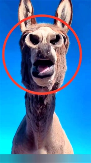 How Mules Are Born: Horse–Donkey Hybrid Explained